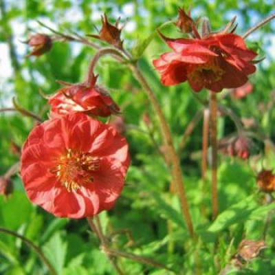 Geum rivale flames of passion
